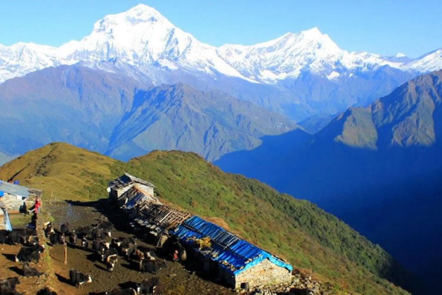 dhaulagiri mountain